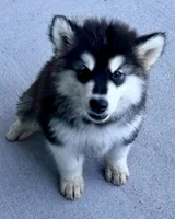 Liberty, a female Alaskan Malamute for sale in Kearney, NE – 3 of 7
