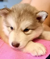 Patriot, a male Alaskan Malamute for sale in Kearney, NE – 2 of 2