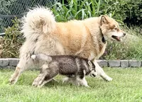 Liberty, a female Alaskan Malamute for sale in Kearney, NE – 2 of 7
