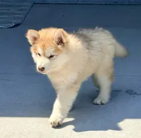 Punk, a male Alaskan Malamute for sale in Kearney, NE – 3 of 4