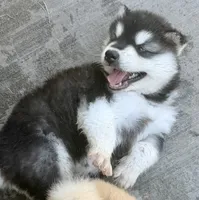 Liberty, a female Alaskan Malamute for sale in Kearney, NE – 3 of 3