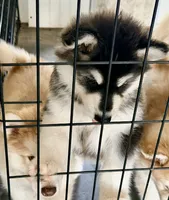 Liberty, a female Alaskan Malamute for sale in Kearney, NE – 6 of 7