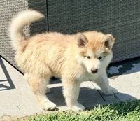Punk, a male Alaskan Malamute for sale in Kearney, NE – 2 of 4