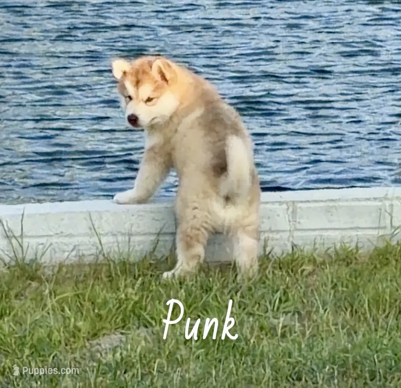 Punk – Alaskan Malamute puppy for sale in Kearney, NE