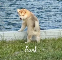 Punk, a male Alaskan Malamute for sale in Kearney, NE – 1 of 4