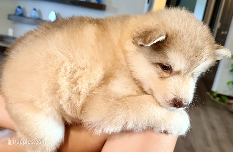 Patriot – Alaskan Malamute puppy for sale in Kearney, NE