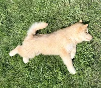 Punk, a male Alaskan Malamute for sale in Kearney, NE – 4 of 4