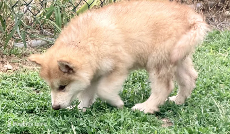 Patriot – Alaskan Malamute puppy for sale in Kearney, NE