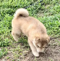 Punk, a male Alaskan Malamute for sale in Kearney, NE – 2 of 2