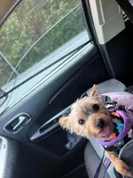 Luna, a female Yorkshire Terrier for sale in Washington, DC – 2 of 6