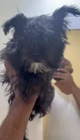 Mia kb black , a female Yorkshire Terrier for sale in Washington, DC – 4 of 5