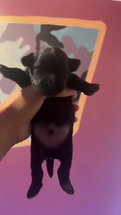 Kb black Boy , a male Yorkshire Terrier for sale in Washington, DC – 4 of 4
