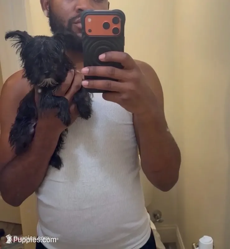 Mia kb black  – Yorkshire Terrier puppy for sale in Washington, DC