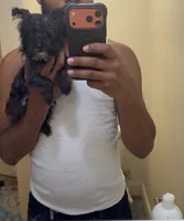 Mia kb black , a female Yorkshire Terrier for sale in Washington, DC – 2 of 5