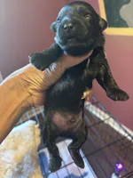 Kb black Boy , a male Yorkshire Terrier for sale in Washington, DC – 2 of 4