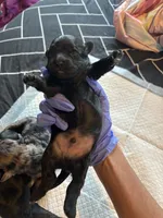 Kb black Boy , a male Yorkshire Terrier for sale in Washington, DC – 3 of 4