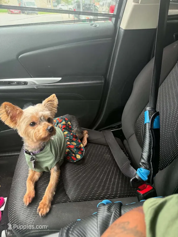 Luna – Yorkshire Terrier puppy for sale in Washington, DC