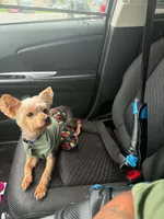 Luna, a female Yorkshire Terrier for sale in Washington, DC – 1 of 6