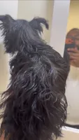 Mia kb black , a female Yorkshire Terrier for sale in Washington, DC – 3 of 5