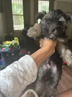 Uno, a male Yorkshire Terrier for sale in Washington, DC – 2 of 3