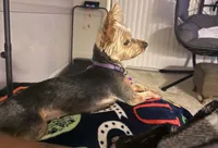 Luna, a female Yorkshire Terrier for sale in Washington, DC – 3 of 6