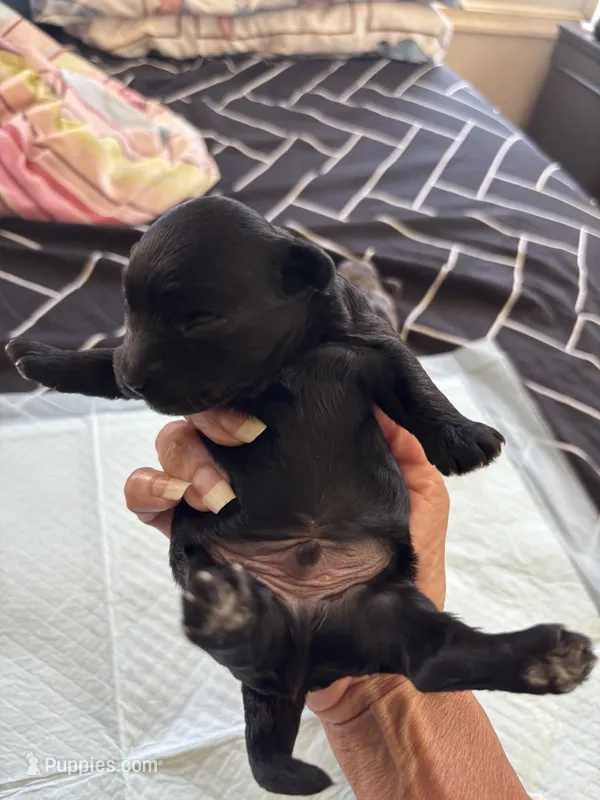 Kb black Boy  – Yorkshire Terrier puppy for sale in Washington, DC