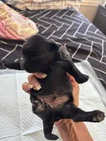 Kb black Boy , a male Yorkshire Terrier for sale in Washington, DC – 1 of 4