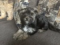 Uno, a male Yorkshire Terrier for sale in Washington, DC – 3 of 3
