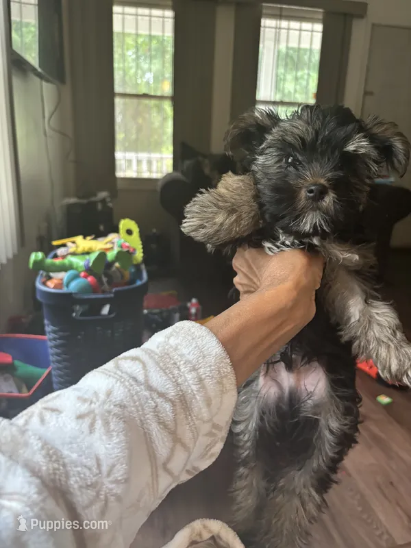 Uno – Yorkshire Terrier puppy for sale in Washington, DC