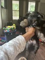 Uno, a male Yorkshire Terrier for sale in Washington, DC – 1 of 3
