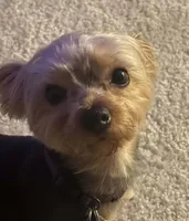 Luna, a female Yorkshire Terrier for sale in Washington, DC – 4 of 6