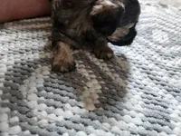 Larry, a male Maltipoo and Yorkipoo for sale in Kansas City, MO – 4 of 5