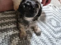 Larry, a male Maltipoo and Yorkipoo for sale in Kansas City, MO – 5 of 5