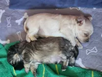 Luna, a female Maltipoo and Yorkipoo for sale in Kansas City, MO – 4 of 4