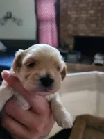 Luna, a female Maltipoo and Yorkipoo for sale in Kansas City, MO – 2 of 4