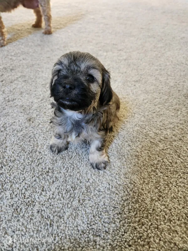 Larry – Maltipoo, Yorkipoo puppy for sale in Kansas City, MO