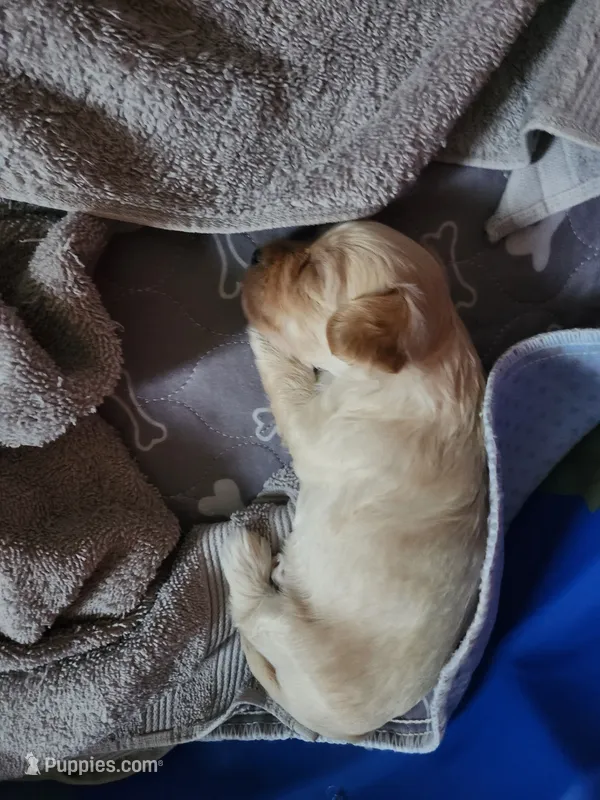 Luna – Maltipoo, Yorkipoo puppy for sale in Kansas City, MO