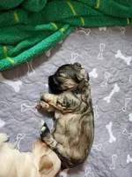 Larry, a male Maltipoo and Yorkipoo for sale in Kansas City, MO – 1 of 5