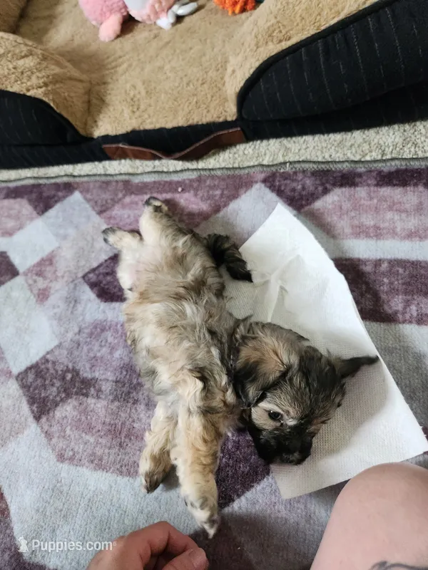 Larry – Maltipoo, Yorkipoo puppy for sale in Kansas City, MO