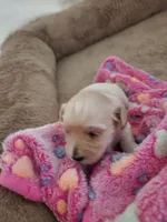 Luna, a female Maltipoo and Yorkipoo for sale in Kansas City, MO – 3 of 4