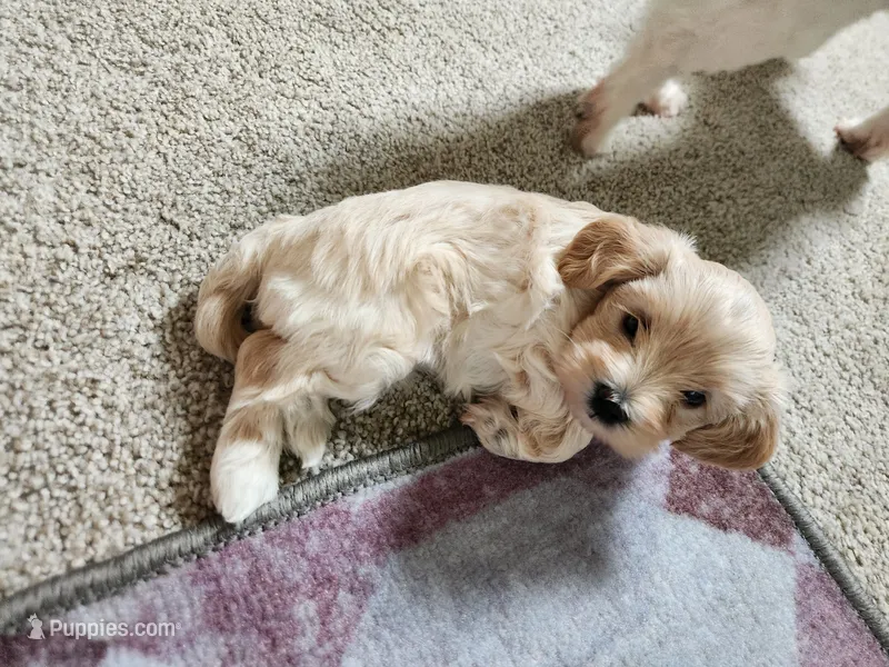 Luna – Maltipoo, Yorkipoo puppy for sale in Kansas City, MO