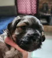 Larry, a male Maltipoo and Yorkipoo for sale in Kansas City, MO – 2 of 5