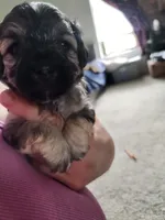 Larry, a male Maltipoo and Yorkipoo for sale in Kansas City, MO – 3 of 5