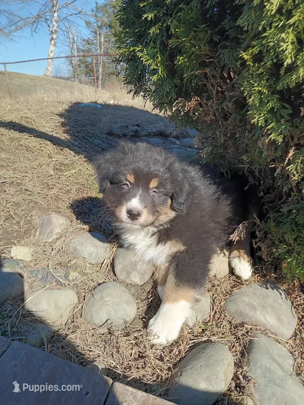 Cub – Australian Shepherd puppy for sale in Pittsburgh, PA