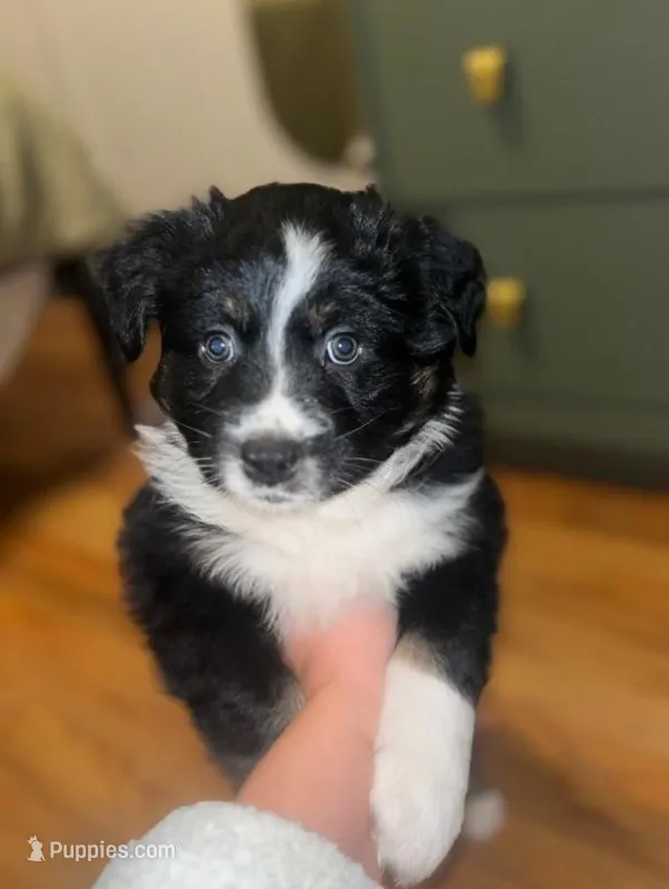 Chunk, a male Australian Shepherd for sale in Pittsburgh, PA – Photo 1 of 1