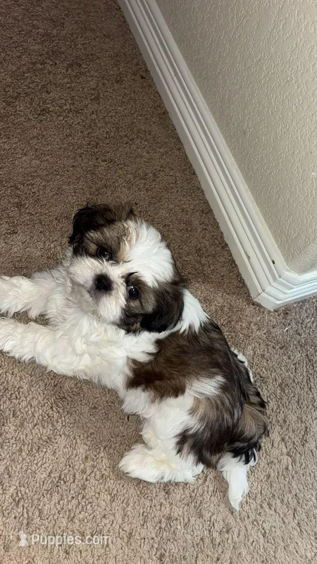 Bubbles (shorkie) – Shih Tzu, Yorkshire Terrier puppy for sale in Colorado Springs, CO