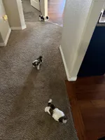 Buttercup (shorkie), a female Shih Tzu and Yorkshire Terrier for sale in Colorado Springs, CO – Photo 3 of 3
