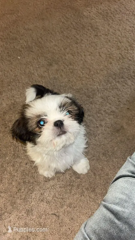 Buttercup (shorkie) – Shih Tzu, Yorkshire Terrier puppy for sale in Colorado Springs, CO