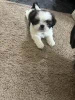 Buttercup (shorkie), a female Shih Tzu and Yorkshire Terrier for sale in Colorado Springs, CO – Photo 2 of 3