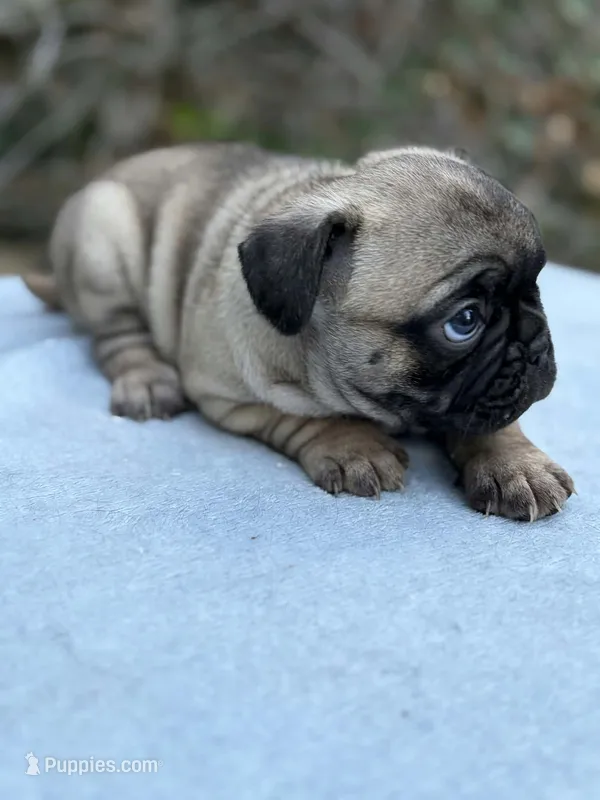 Girl 2 – French Bulldog, Pug puppy for sale in Comfort, TX